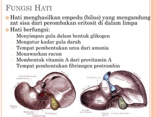 FUNGSI HATI
 Hati menghasilkan empedu (bilus) yang mengandung
zat sisa dari perombakan eritosit di dalam limpa
 Hati berfungsi:
- Menyimpan gula dalam bentuk glikogen
- Mengatur kadar gula darah
- Tempat pembentukan urea dari amonia
- Menawarkan racun
- Membentuk vitamin A dari provitamin A
- Tempat pembentukan fibrinogen protrombin
 