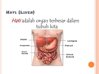 HATI (LIVER)
Hati adalah organ terbesar dalam
tubuh kita
 
