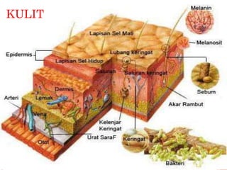 KULIT
 