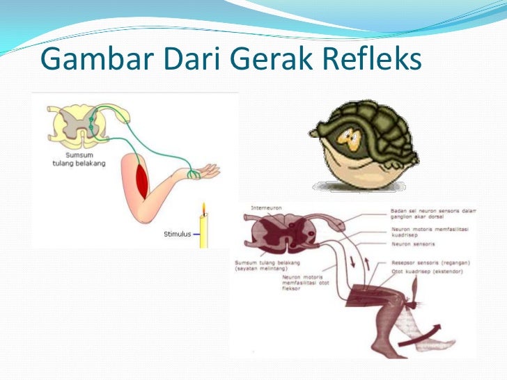 Bab 3 sistem saraf Bab 3 sistem saraf