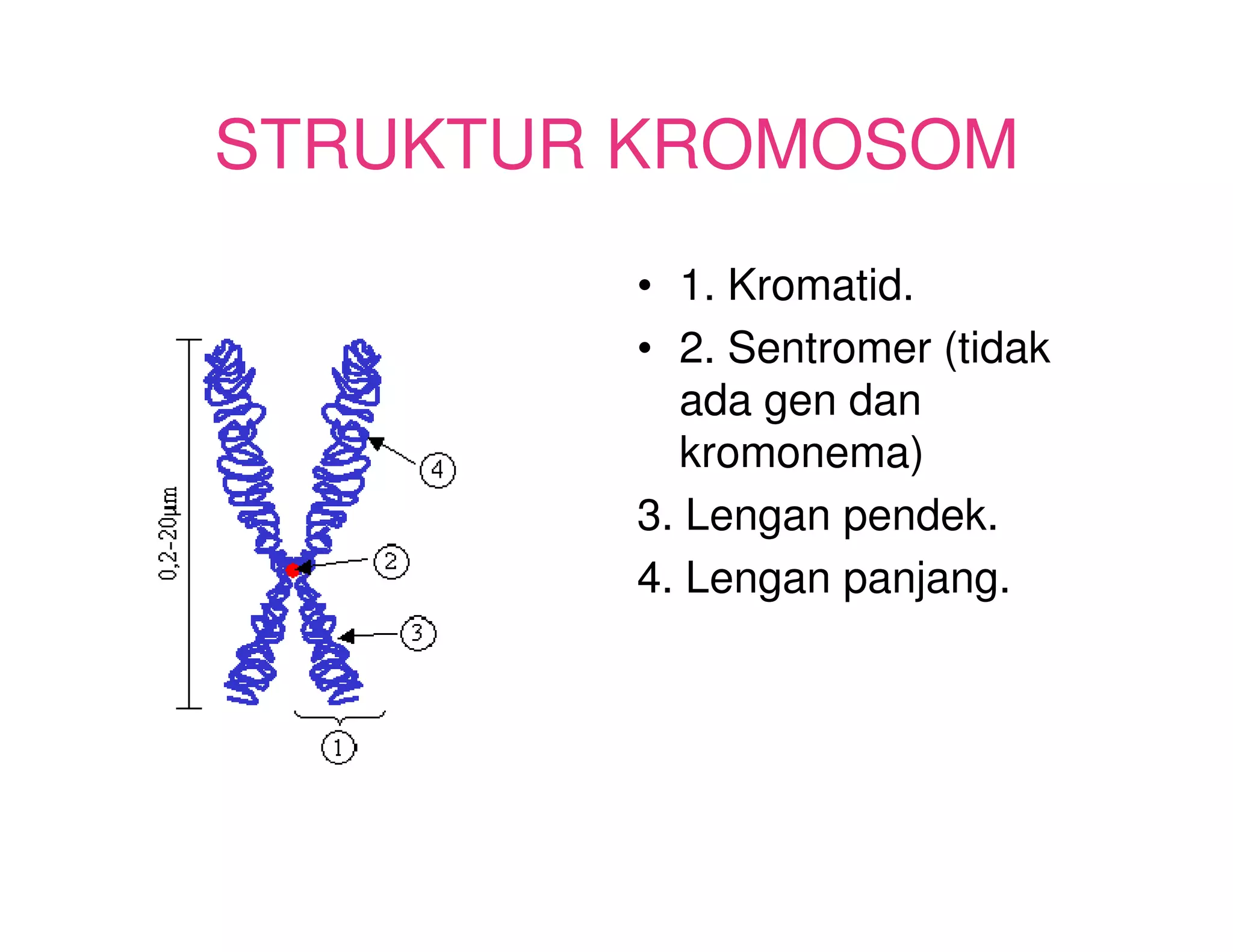 STRUKTUR KROMOSOM
        • 1. Kromatid.
        • 2. Sentromer (tidak
          ada gen dan
          kromonema)
        3. Lengan pendek.
        4. Lengan panjang.
 