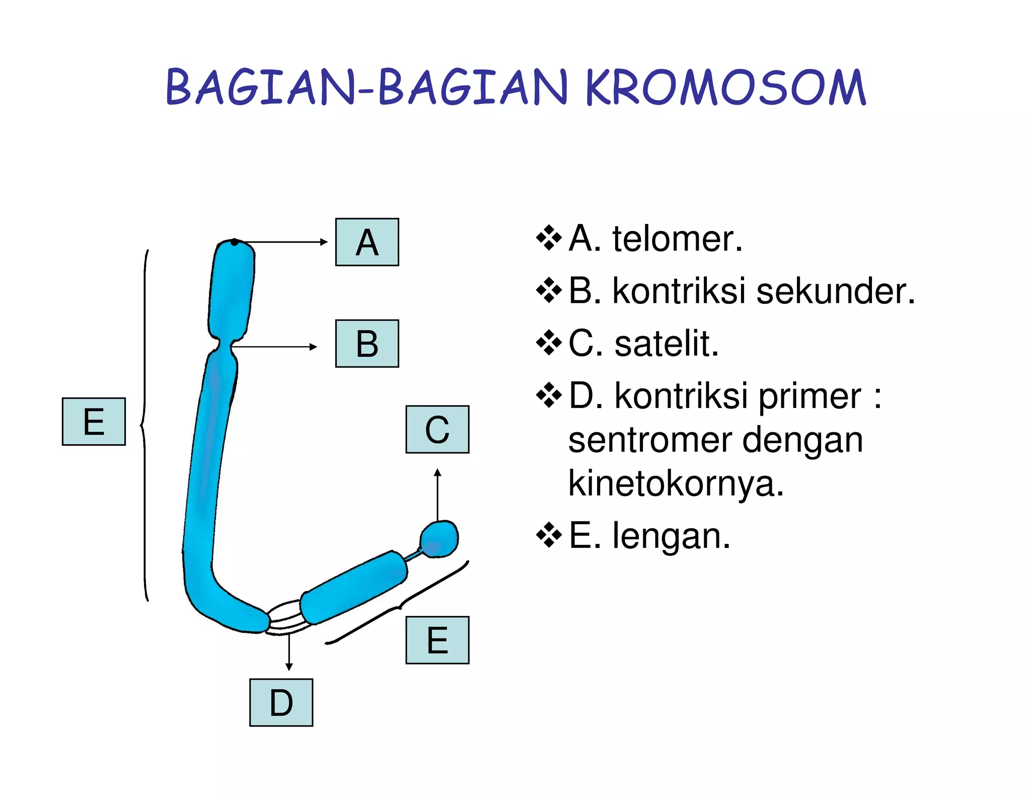 BAGIAN-BAGIAN KROMOSOM


           A       A. telomer.
                   B. kontriksi sekunder.
           B       C. satelit.
                   D. kontriksi primer :
E              C   sentromer dengan
                   kinetokornya.
                   E. lengan.

               E
       D
 