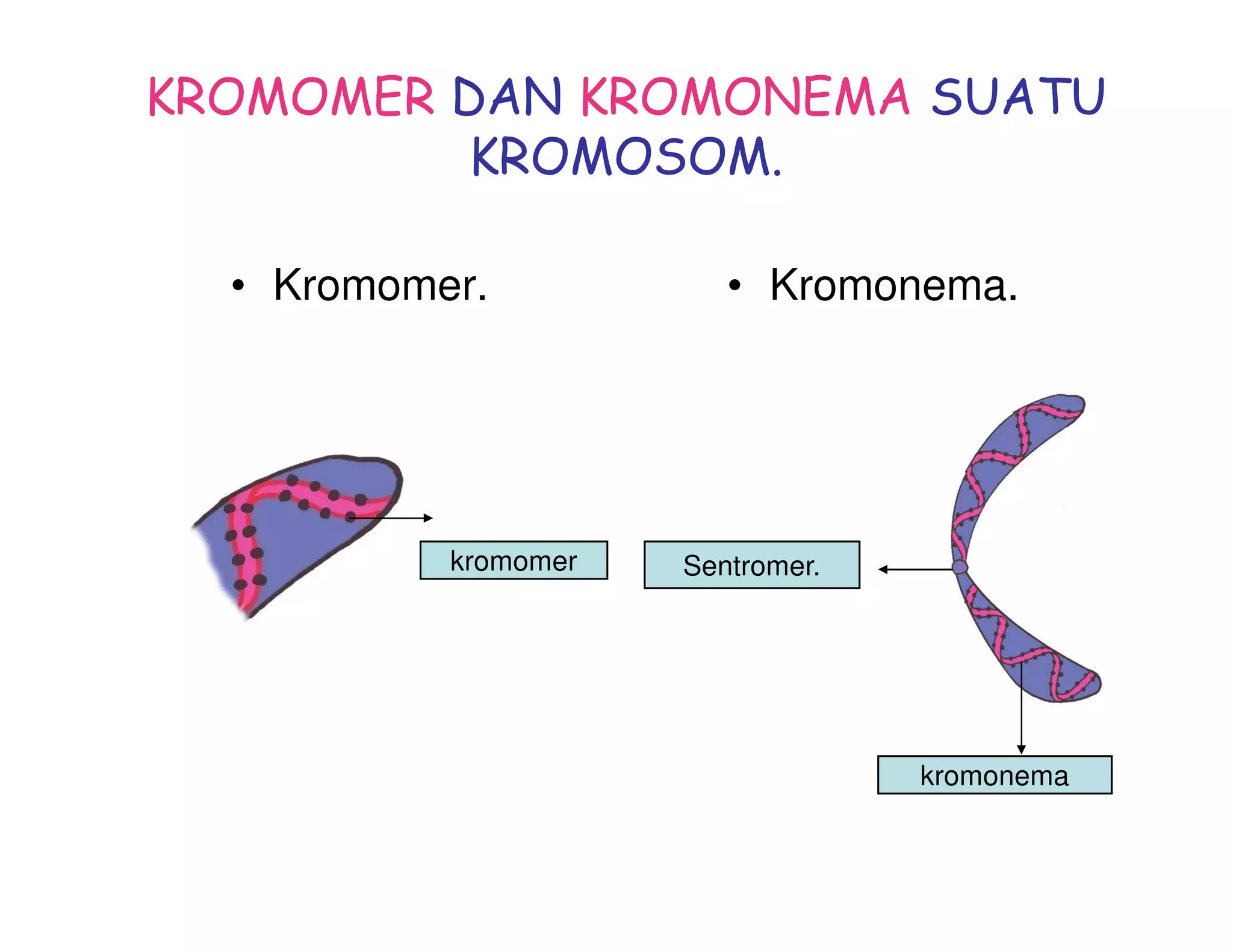 KROMOMER DAN KROMONEMA SUATU
         KROMOSOM.

  • Kromomer.            • Kromonema.




           kromomer   Sentromer.




                                   kromonema
 