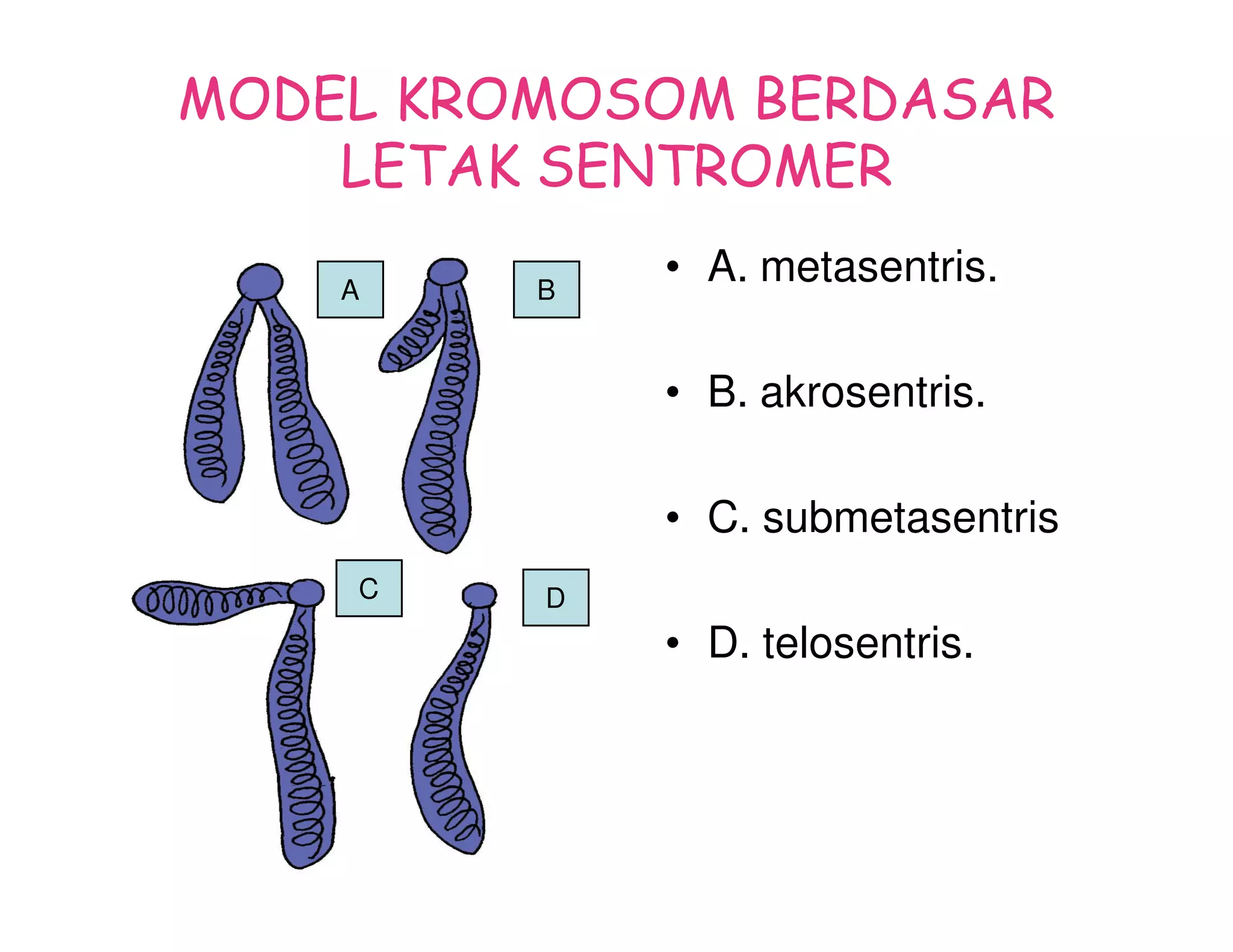 MODEL KROMOSOM BERDASAR
    LETAK SENTROMER

    A    B
             • A. metasentris.

             • B. akrosentris.

             • C. submetasentris
    C    D
             • D. telosentris.
 