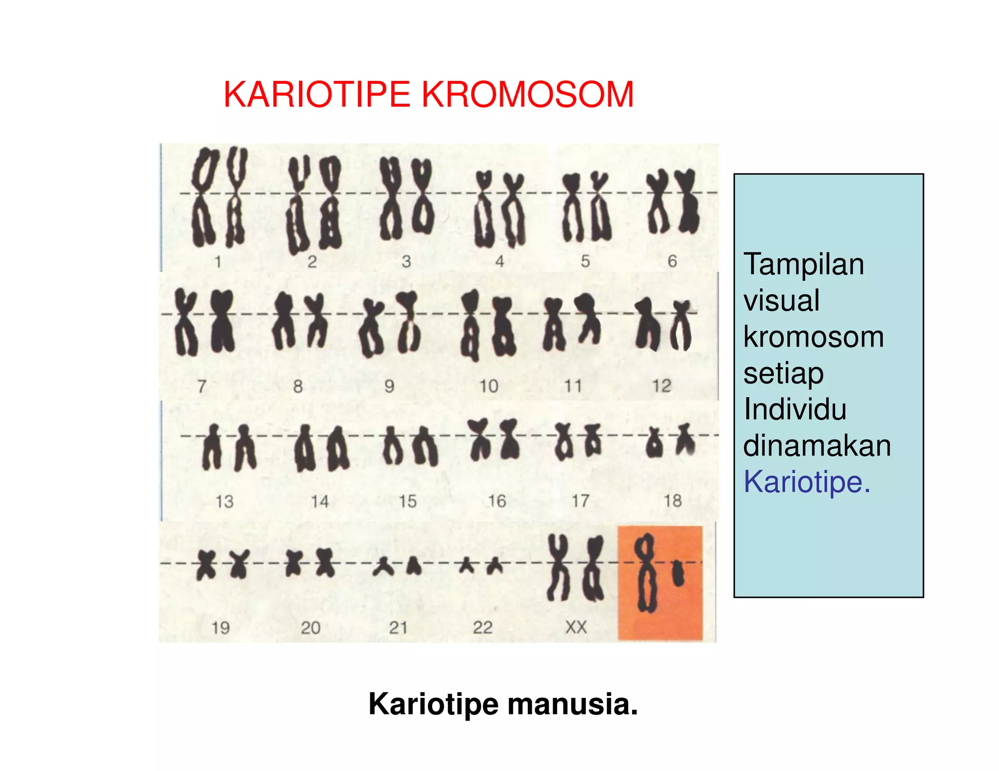 KARIOTIPE KROMOSOM



                           Tampilan
                           visual
                           kromosom
                           setiap
                           Individu
                           dinamakan
                           Kariotipe.




      Kariotipe manusia.
 