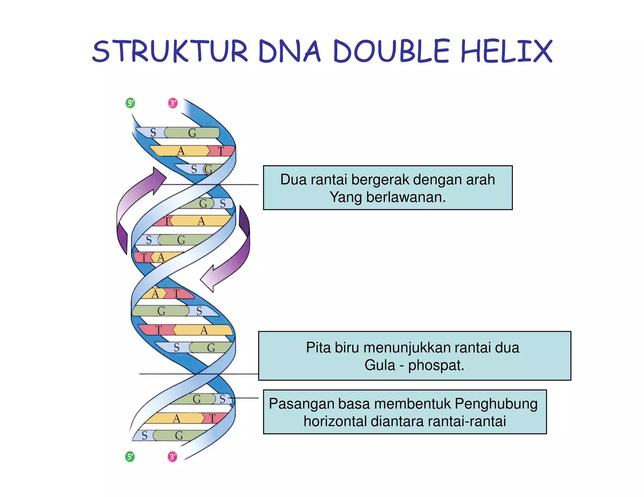 STRUKTUR DNA DOUBLE HELIX



          Dua rantai bergerak dengan arah
                 Yang berlawanan.




              Pita biru menunjukkan rantai dua
                        Gula - phospat.

         Pasangan basa membentuk Penghubung
             horizontal diantara rantai-rantai
 
