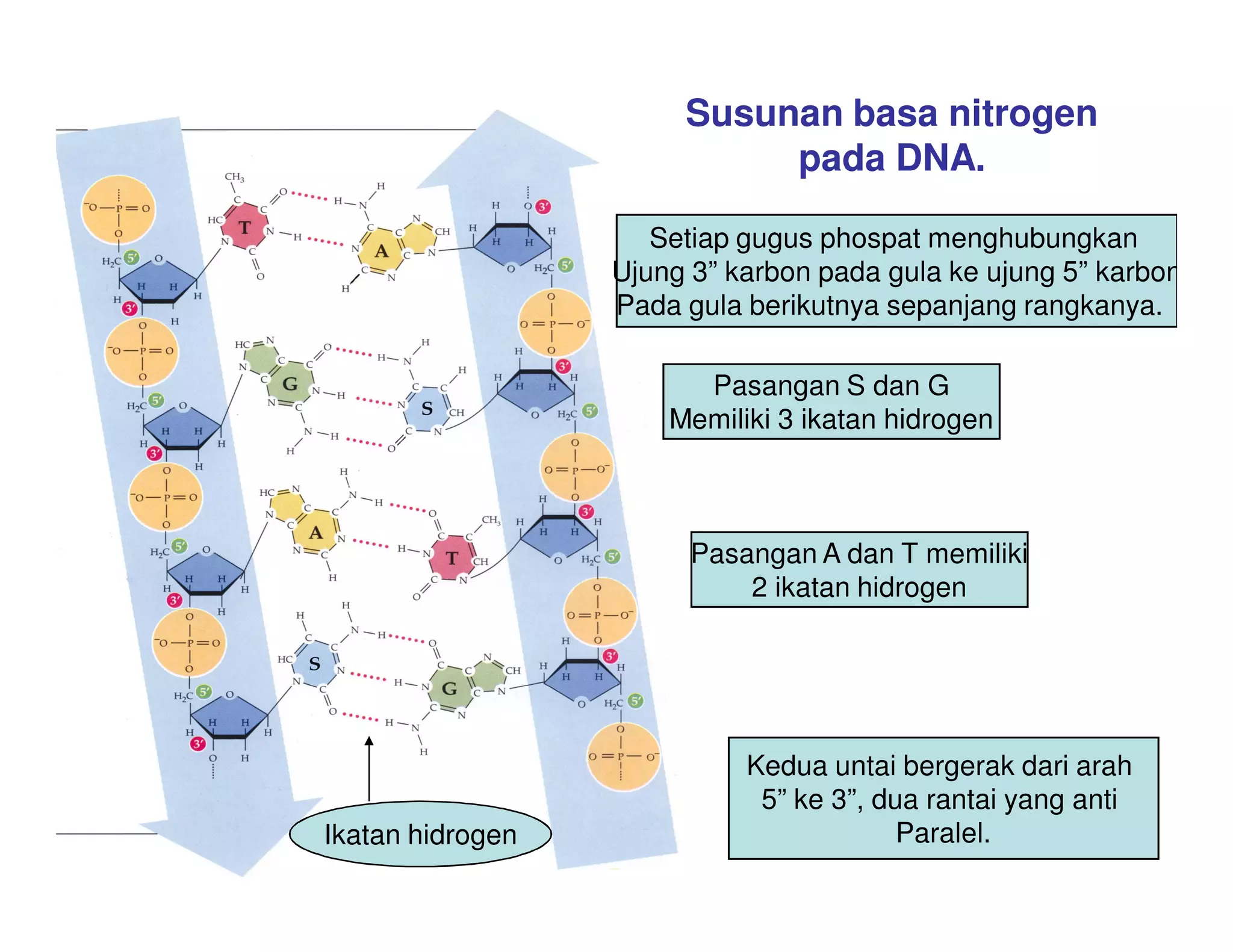 Susunan basa nitrogen
                            pada DNA.

                     Setiap gugus phospat menghubungkan
                  Ujung 3” karbon pada gula ke ujung 5” karbon
                  Pada gula berikutnya sepanjang rangkanya.

                        Pasangan S dan G
                      Memiliki 3 ikatan hidrogen



                        Pasangan A dan T memiliki
                            2 ikatan hidrogen




                            Kedua untai bergerak dari arah
                             5” ke 3”, dua rantai yang anti
Ikatan hidrogen                          Paralel.
 