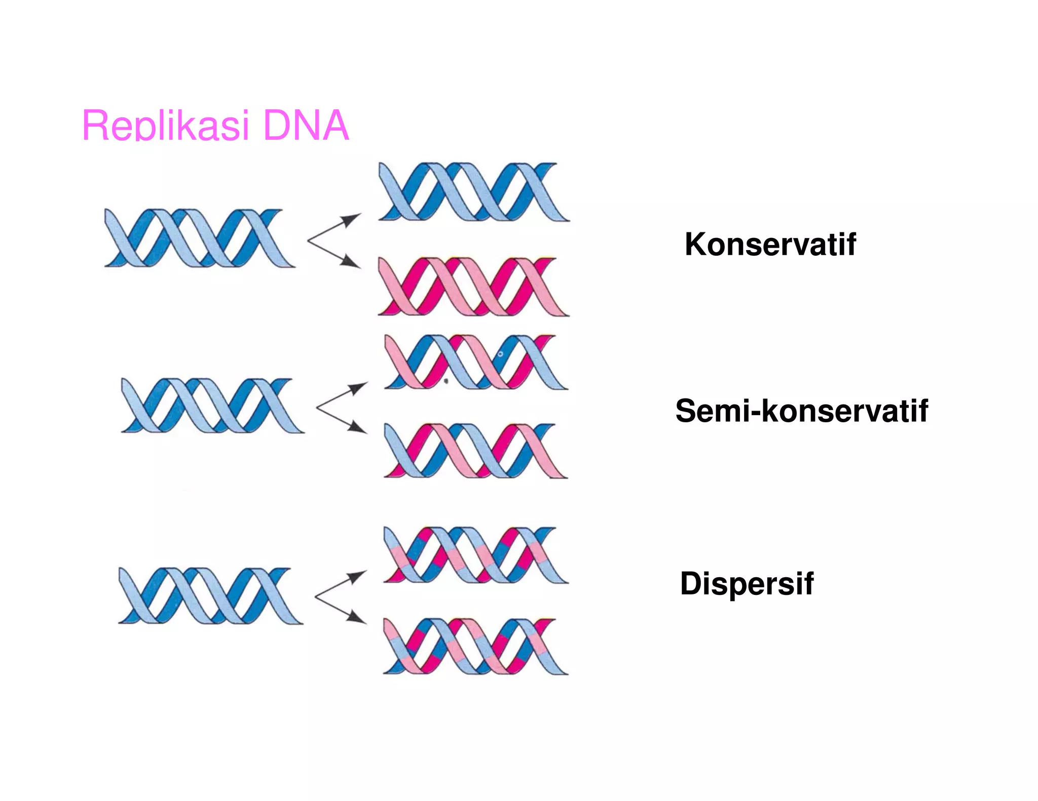 Replikasi DNA

                Konservatif




                Semi-konservatif




                Dispersif
 