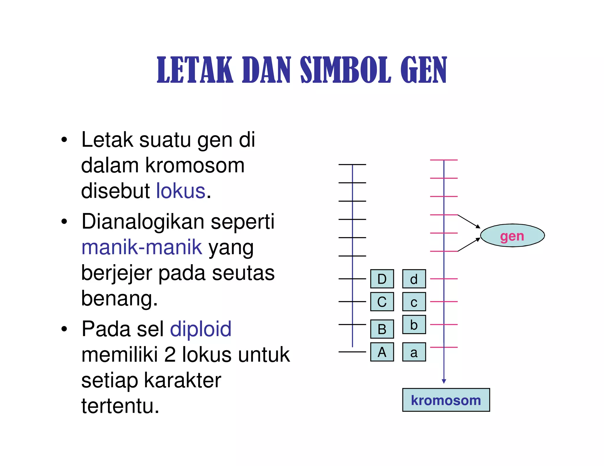 LETAK DAN SIMBOL GEN
• Letak suatu gen di
  dalam kromosom
  disebut lokus.
• Dianalogikan seperti
                                          gen
  manik-manik yang
  berjejer pada seutas     D   d
  benang.                  C   c

• Pada sel diploid         B   b

  memiliki 2 lokus untuk   A   a

  setiap karakter
                               kromosom
  tertentu.
 