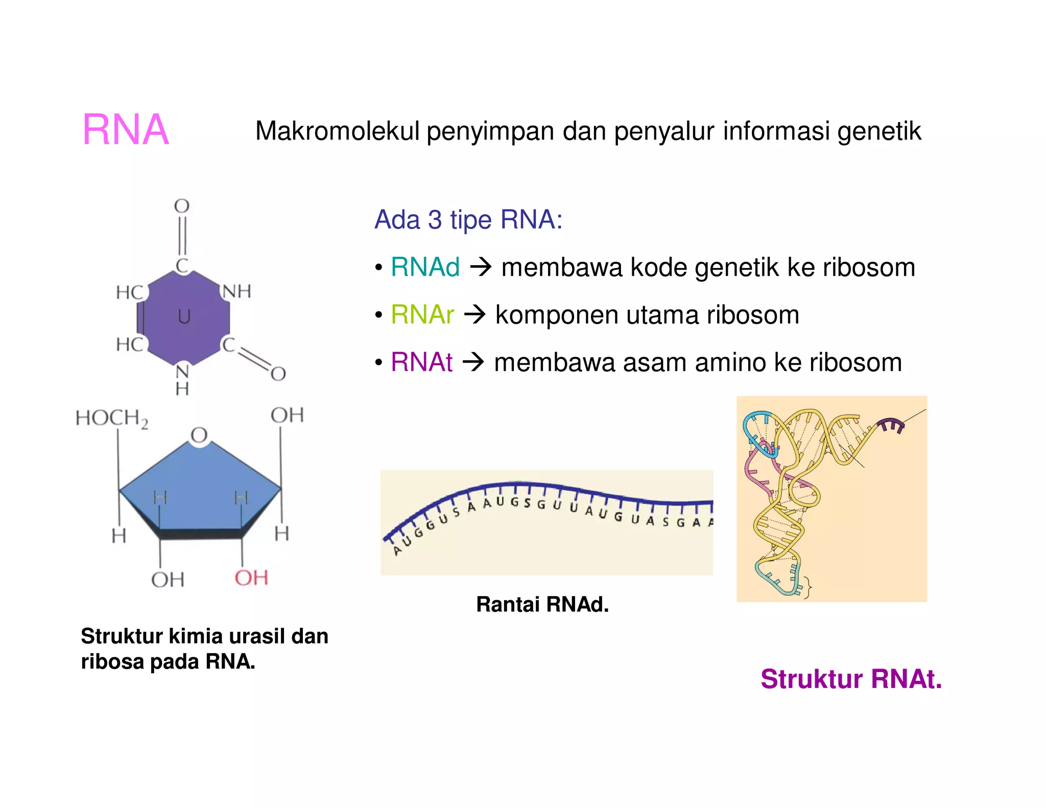 RNA              Makromolekul penyimpan dan penyalur informasi genetik


                            Ada 3 tipe RNA:
                            • RNAd     membawa kode genetik ke ribosom
                            • RNAr    komponen utama ribosom
                            • RNAt    membawa asam amino ke ribosom




                                     Rantai RNAd.
Struktur kimia urasil dan
ribosa pada RNA.
                                                          Struktur RNAt.
 
