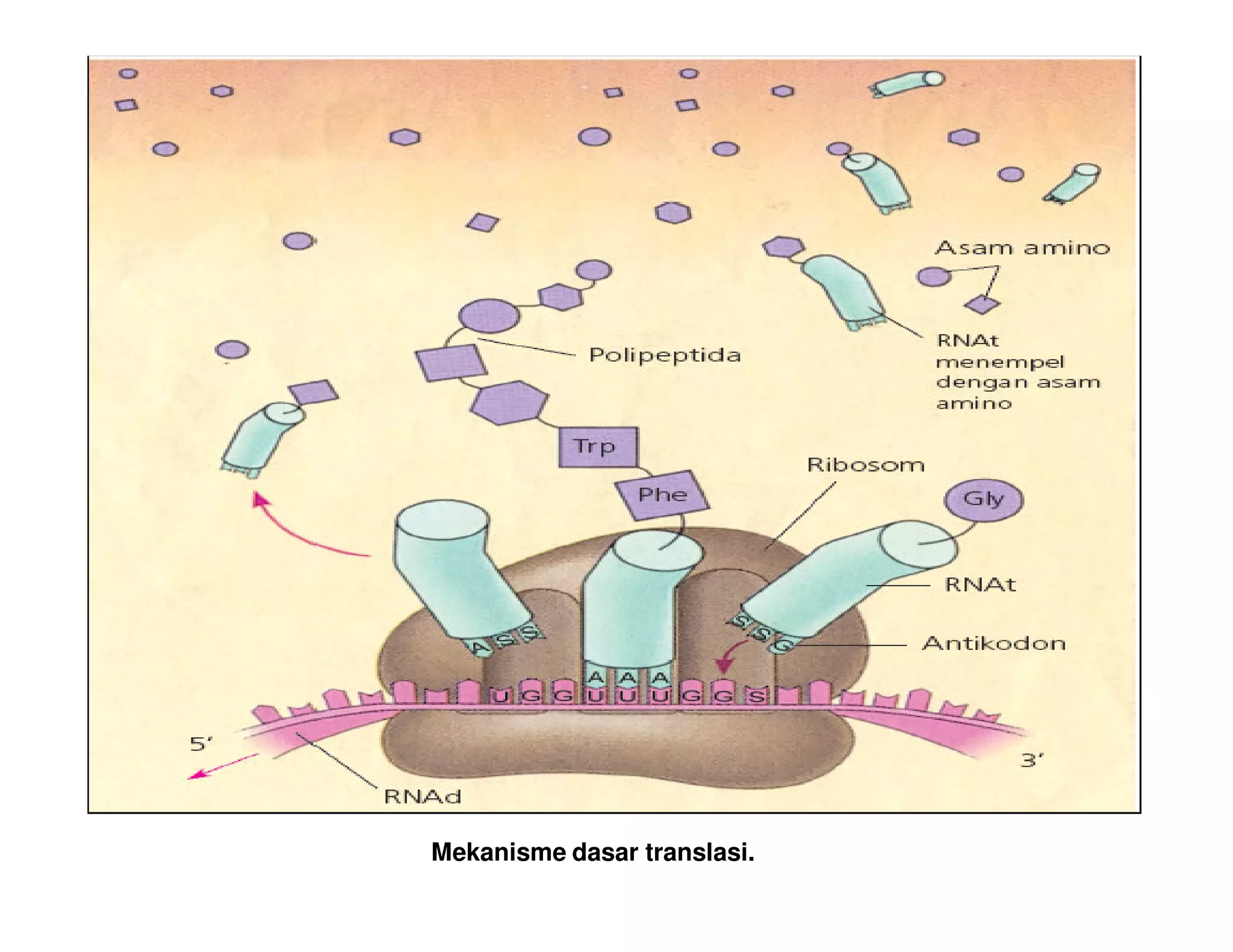 Mekanisme dasar translasi.
 