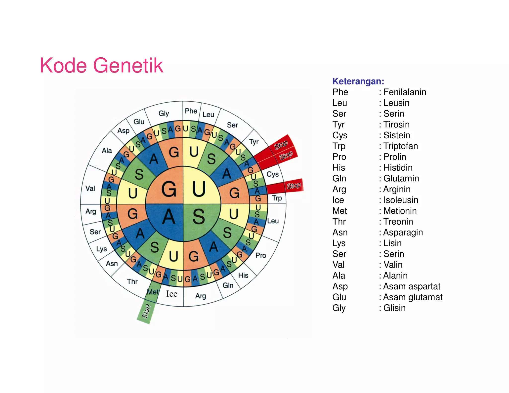Kode Genetik
               Keterangan:
               Phe       : Fenilalanin
               Leu       : Leusin
               Ser       : Serin
               Tyr       : Tirosin
               Cys       : Sistein
               Trp       : Triptofan
               Pro       : Prolin
               His       : Histidin
               Gln       : Glutamin
               Arg       : Arginin
               Ice       : Isoleusin
               Met       : Metionin
               Thr       : Treonin
               Asn       : Asparagin
               Lys       : Lisin
               Ser       : Serin
               Val       : Valin
               Ala       : Alanin
               Asp       : Asam aspartat
               Glu       : Asam glutamat
               Gly       : Glisin
 