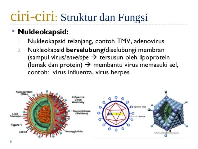 Struktur Virus  Influenza  Dan Penjelasannya Berbagi Struktur