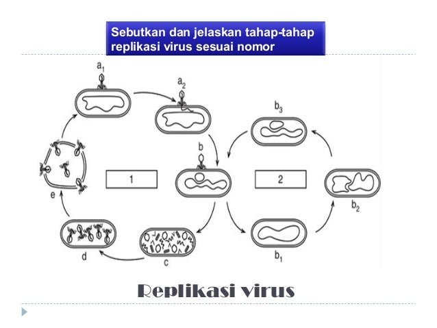 PPT VIRUS