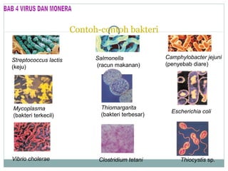 Contoh-contoh bakteri

Streptococcus lactis
(keju)

Mycoplasma
(bakteri terkecil)

Vibrio cholerae

Salmonella
(racun makanan)

Thiomargarita
(bakteri terbesar)

Clostridium tetani

Camphylobacter jejuni
(penyebab diare)

Escherichia coli

Thiocystis sp.

 