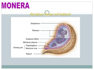 Struktur dasar sel bakteri
Sitoplasma

Ribosom

Nukleoid (DNA)
Membran plasma
Peptidoglikan
Dinding sel

Membran luar
Kapsul

 