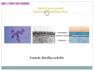 Bakteri gram positif
dan struktur dinding selnya

Peptidoglikan
Membran plasma
Sitoplasma

Contoh: Bacillus subtilis

 