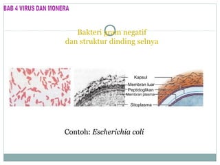 Bakteri gram negatif
dan struktur dinding selnya

Kapsul
Membran luar
Peptidoglikan
Membran plasma

Sitoplasma

Contoh: Escherichia coli

 