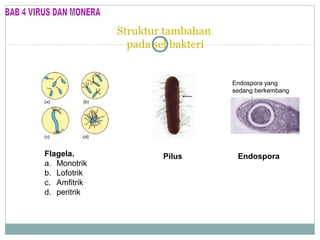 Struktur tambahan
pada sel bakteri

Endospora yang
sedang berkembang

Flagela.
a. Monotrik
b. Lofotrik
c. Amfitrik
d. peritrik

Pilus

Endospora

 