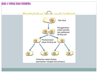 Pembelahan biner pada bakteri
Sel induk

Penggandaan
materi genetik
dan pelekukan
dinding sel
Pembentukan
sekat dinding sel

Terbentuk sekat dinding
(pemisahan menjadi dua sel baru)

 