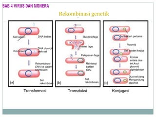 Rekombinasi genetik
pada bakteri
Sel bakteri

Kromosom

DNA bebas

DNA diambil
oleh sel

Bakteriofage

Infeksi fage

Sel bakteri pertama
Plasmid
Sel bakteri kedua

Pelepasan fage
Rekombinasi
DNA ke dalam
kromosom

Sel
rekombinan

Transformasi

Reinfeksi
bakteri
baru

Kontak
antara dua
sel;kopi
plasmid
dipindahkan

Sel
rekombinan

Dua sel yang
Mengandung
plasmid

Transduksi

Konjugasi

 