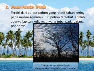 Gambar : Hutan Musim Tropis,
menggugurkan daun pada musim kemarau

 