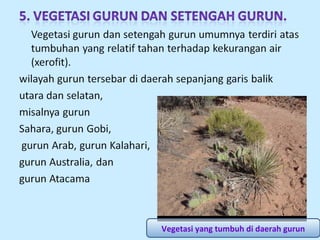 Vegetasi yang tumbuh di daerah gurun

 