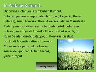 Padang rumput

 