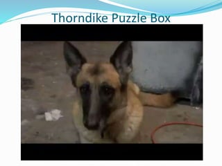 Thorndike Puzzle Box
 
