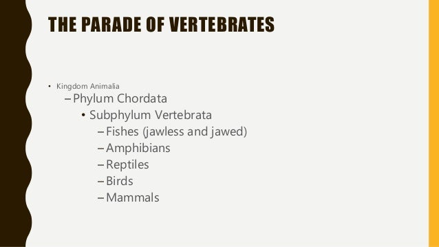 Bab 4 klasifikasi vertebrata  berdasarkan morfologinya