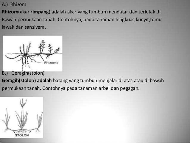 Bab 4 adaptasi mahluk hidup 9i Bab 4 adaptasi mahluk hidup 9i