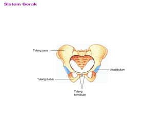 Tulang usus
Tulang duduk
Tulang
kemaluan
Asetabulum
 