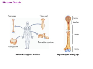 Bentuk tulang pada manusia Bagian-bagian tulang pipa
Tulang pipa
Tulang pendek
Tulang tidak beraturan
Tulang pipih
Epifise
Metafise
Diafise
Epifise
 