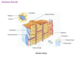Kanalikuli
Osteosit
Lakuna
Periosteum
Pembuluh darah
Tulang kompak
Periosteum
Tulang kompak
Tulang spons
Saluran Havers
Trabekula
Struktur tulang
 