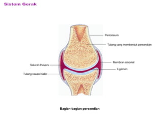 Bagian-bagian persendian
Tulang yang membentuk persendian
Membran sinovial
Ligamen
Saluran Havers
Tulang rawan hialin
Periosteum
 