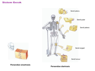 Persendian sinartrosis
Persendian diartrosis
Sendi peluru
Sendi putar
Sendi pelana
Sendi engsel
Sendi luncur
 
