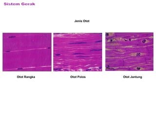 Jenis Otot
Otot Rangka Otot Polos Otot Jantung
 