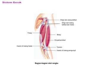 Bagian-bagian otot rangka
Origo dari ulang belikat
Origo dari tulang
belikat dan hasta
Bisep
Trisep
Tendon
Insersi di tulang pengumpil
Insersi di tulang hasta
Empal/ventrikel
 