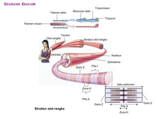 Struktur otot rangka
Monomer aktin
Tropomiosin
Troponin
Serabut otot rangka
Filamen aktin
Filamen miosin
Otot rangka
Tendon
Ventrikel Nukleus
Sarkolema
Garis Z
Pita I
Pita A
Zona H
Zona H
Pita A
Satu sarkomer
Garis Z
Garis Z
 
