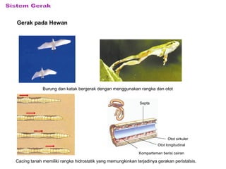 Gerak pada Hewan
Burung dan katak bergerak dengan menggunakan rangka dan otot
Cacing tanah memiliki rangka hidrostatik yang memungkinkan terjadinya gerakan peristalsis.
Otot sirkuler
Otot longitudinal
Kompartemen berisi cairan
Septa
 