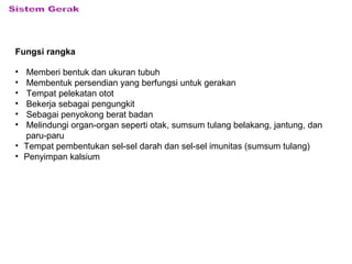 Fungsi rangka
• Memberi bentuk dan ukuran tubuh
• Membentuk persendian yang berfungsi untuk gerakan
• Tempat pelekatan otot
• Bekerja sebagai pengungkit
• Sebagai penyokong berat badan
• Melindungi organ-organ seperti otak, sumsum tulang belakang, jantung, dan
paru-paru
• Tempat pembentukan sel-sel darah dan sel-sel imunitas (sumsum tulang)
• Penyimpan kalsium
 