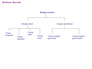 Rangka manusia
Rangka aksial Rangka apendikular
Tulang
tengkorak
Tulang
belakang
Tulang
dada
Tulang
rusuk
Tulang anggota
gerak atas
Tulang anggota
gerak bawah
 