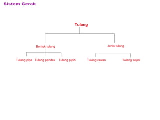 Tulang
Bentuk tulang Jenis tulang
Tulang pipa Tulang pendek Tulang pipih Tulang rawan Tulang sejati
 