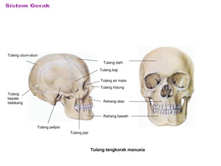 Tulang dahi
Tulang baji
Rahang atas
Rahang bawah
Tulang pipi
Tulang pelipis
Tulang ubun-ubun
Tulang
kepala
belakang
Tulang air mata
Tulang hidung
Tulang tengkorak manusia
 