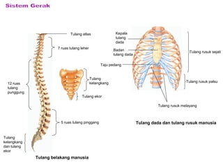 Tulang atlas
7 ruas tulang leher
Tulang
kelangkang
Tulang ekor
5 ruas tulang pinggang
Tulang
kelangkang
dan tulang
ekor
12 ruas
tulang
punggung
Kepala
tulang
dada
Badan
tulang dada
Taju pedang
Tulang rusuk sejati
Tulang rusuk palsu
Tulang rusuk melayang
Tulang belakang manusia
Tulang dada dan tulang rusuk manusia
 