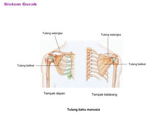 Tampak depan Tampak belakang
Tulang selangka
Tulang selangka
Tulang belikat
Tulang belikat
Tulang bahu manusia
 