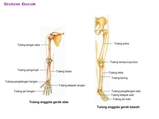 Tulang anggota gerak bawah
Tulang anggota gerak atas
Tulang lengan atas
Tulang pengumpil
Tulang hasta
Tulang pergelangan tangan
Tulang telapak tangan
Tulang jari tangan
Tulang paha
Tulang tempurung lutut
Tulang betis
Tulang kering
Tulang pergelangan kaki
Tulang telapak kaki
Tulang jari kaki
 