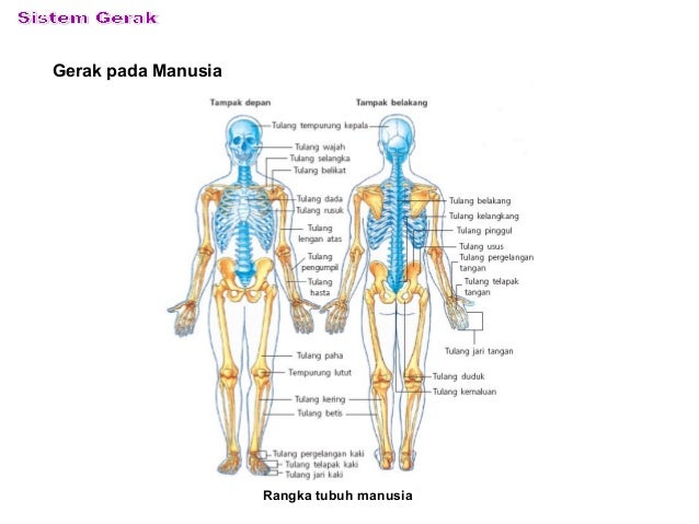 Gambar Kerangka Manusia Tampak Depan Dan Belakang