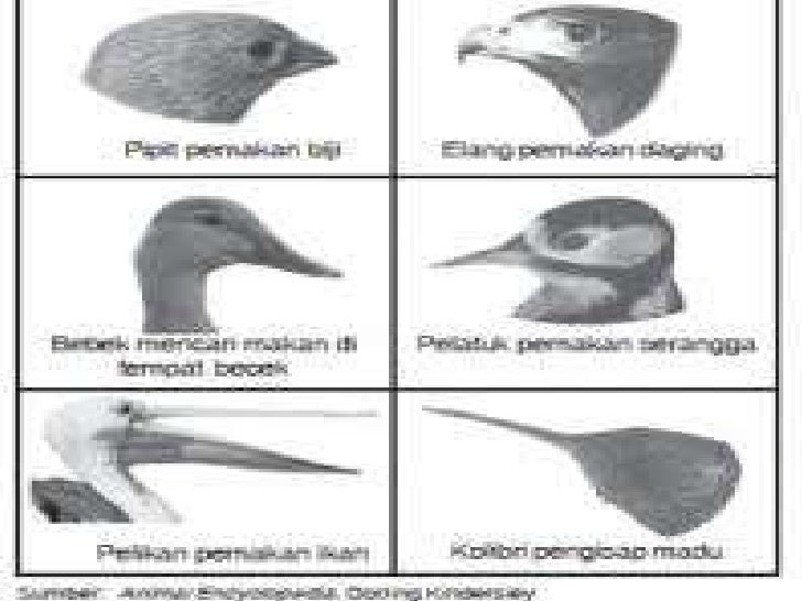 Bab 4 kelangsungan hidup organisme