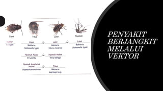 PENYAKIT
BERJANGKIT
MELALUI
VEKTOR
 